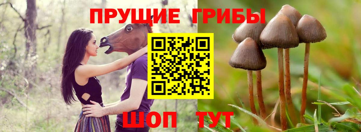 Галлюциногенные грибы Psilocybe Домодедово